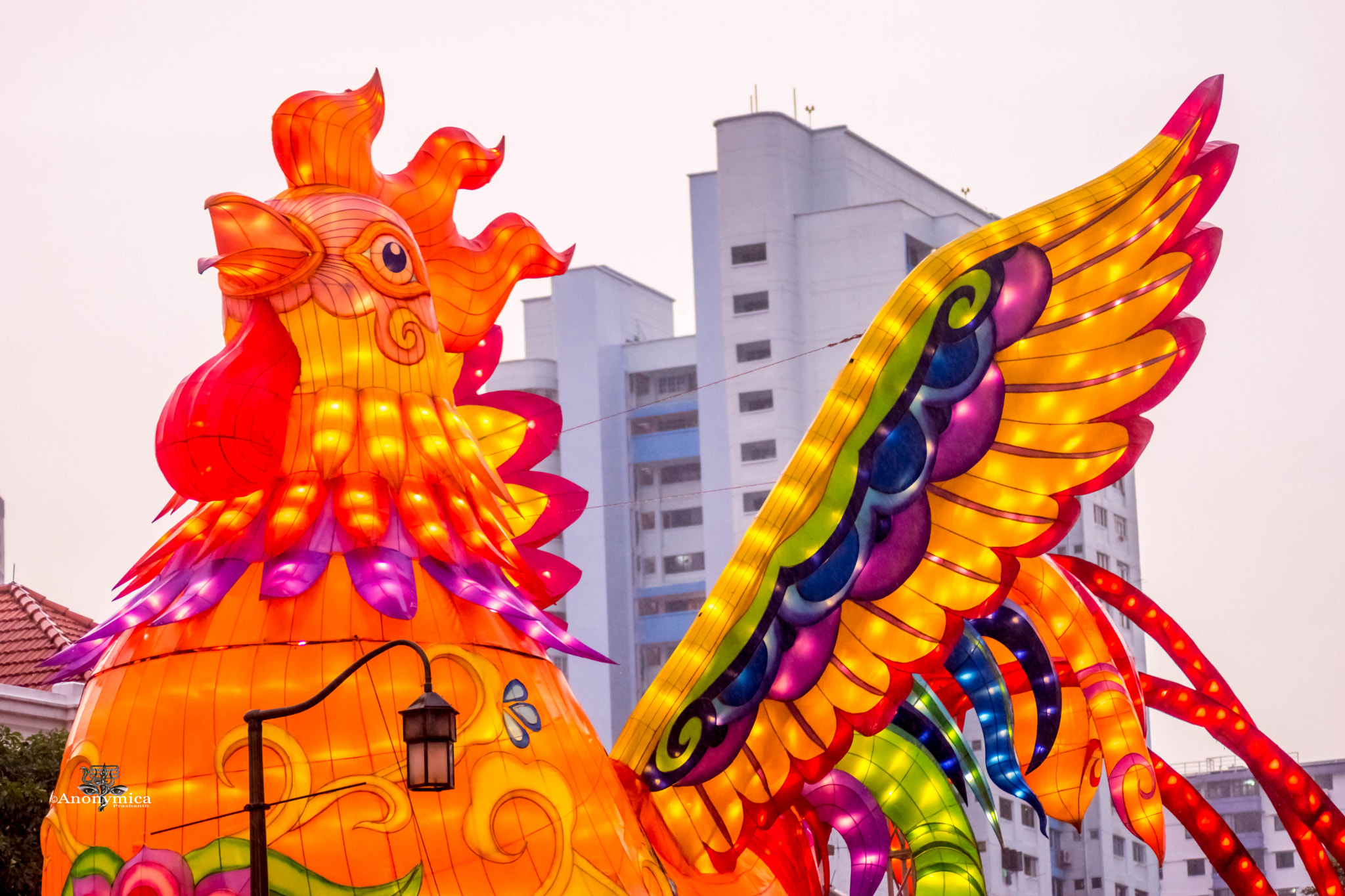 Nikon D5500 sample photo. 鸡年大吉_12 photography