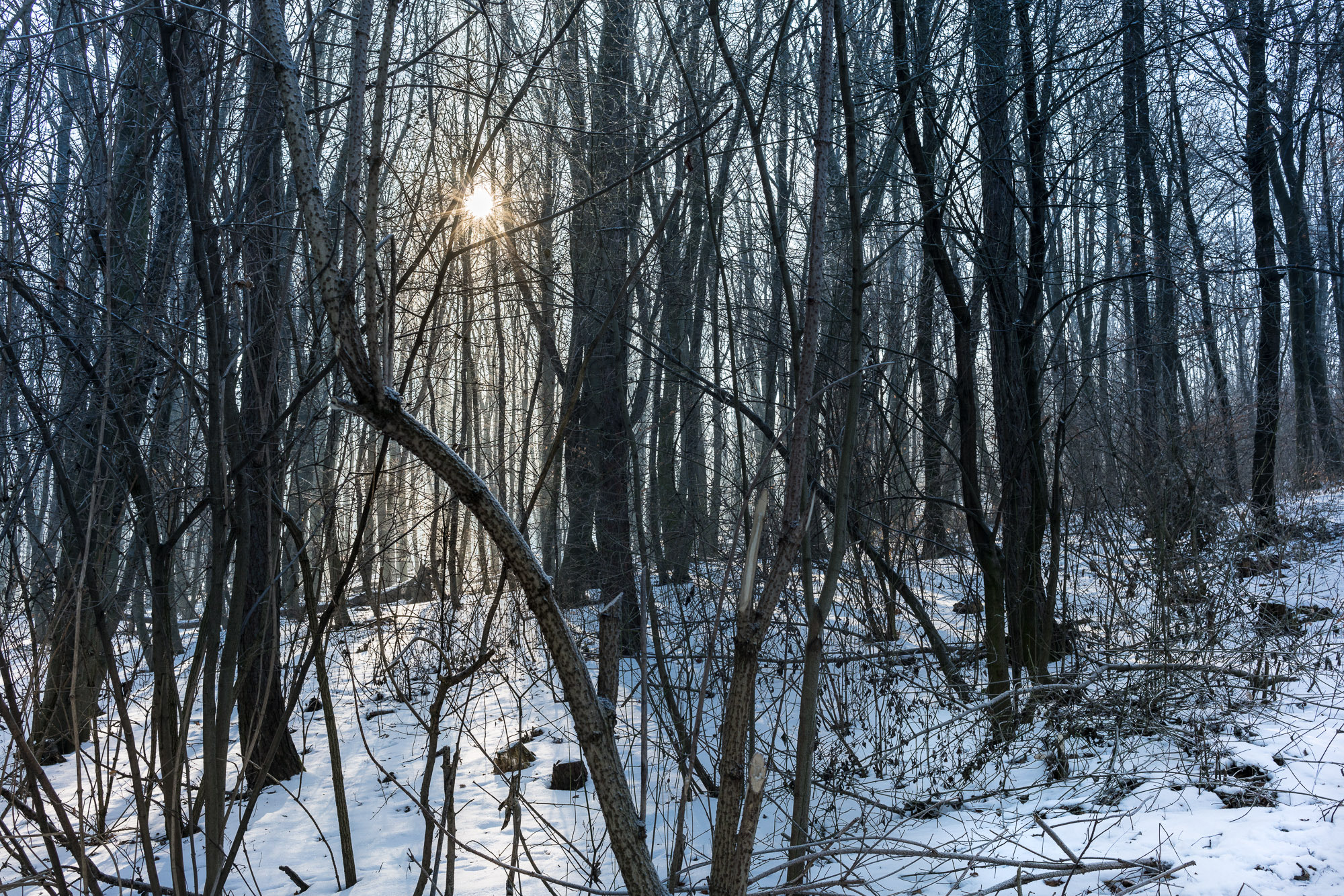 E 35mm F2 sample photo. Wienerwald photography