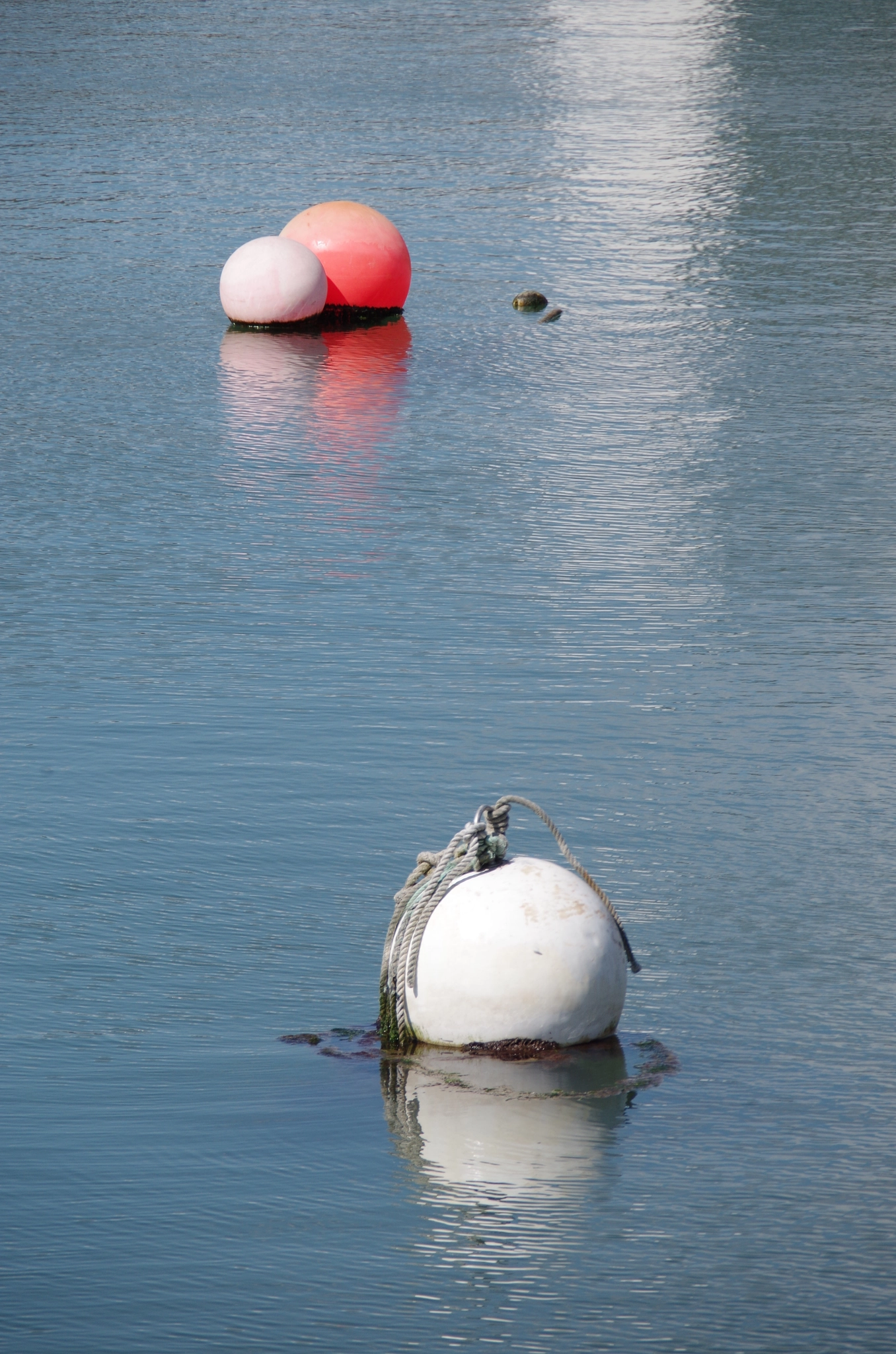 Pentax K-50 sample photo. Perros photography
