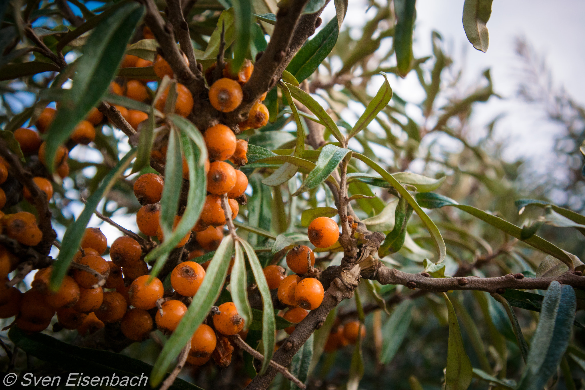 Nikon 1 J4 + Nikon 1 Nikkor VR 10-30mm F3.5-5.6 PD-Zoom sample photo. Sanddorn photography