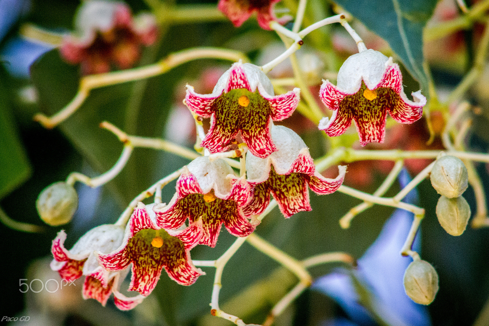 Canon EOS 7D sample photo. Flor de ficus photography