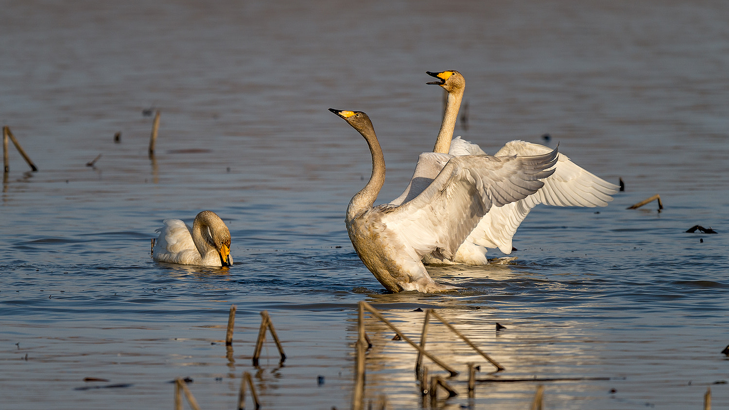 Nikon AF-S Nikkor 600mm F4E FL ED VR sample photo. You lost photography