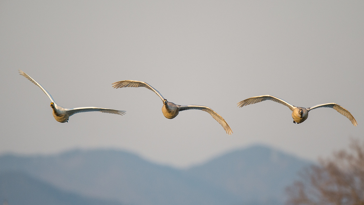 Nikon AF-S Nikkor 600mm F4E FL ED VR sample photo. We see ya photography