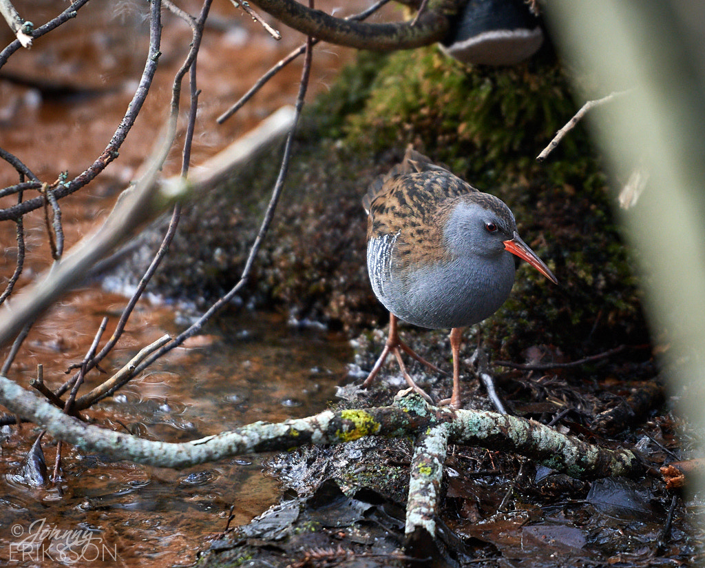 Nikon D500 sample photo. Water rail (rallus aquaticus) photography