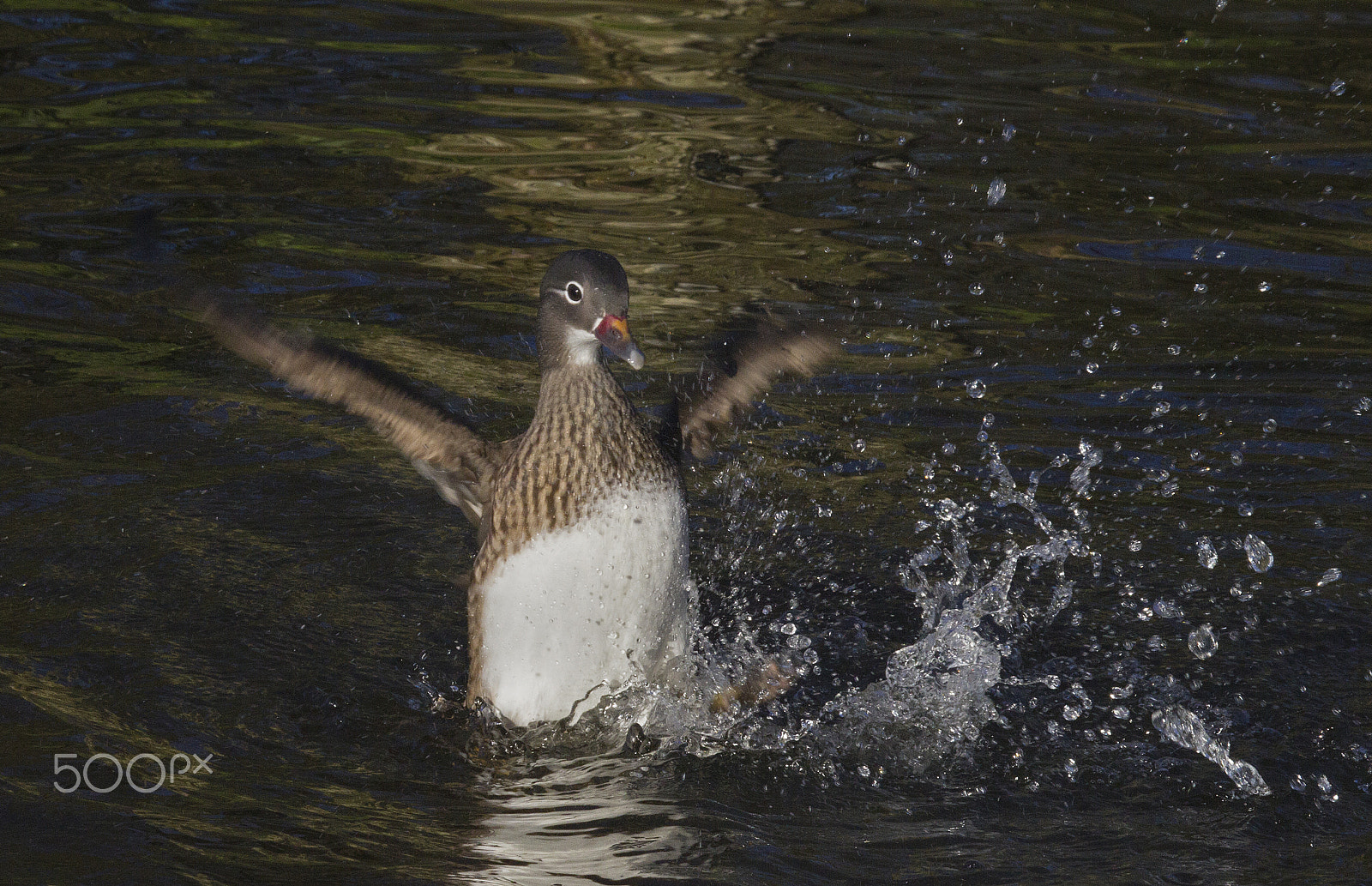 Canon EF 100-400mm F4.5-5.6L IS USM sample photo. Duck photography