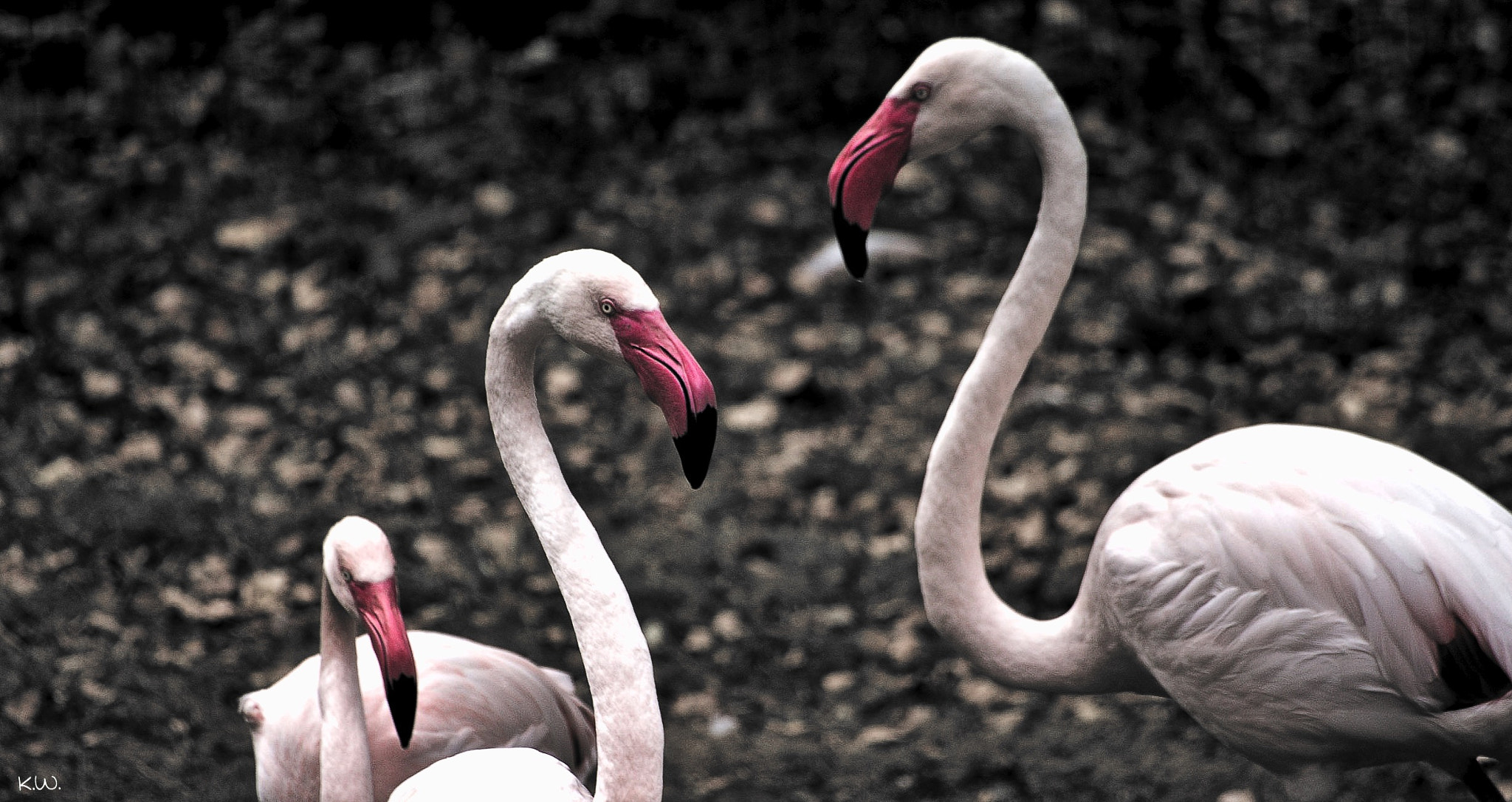 Sony 75-300mm F4.5-5.6 sample photo. Flamingos photography