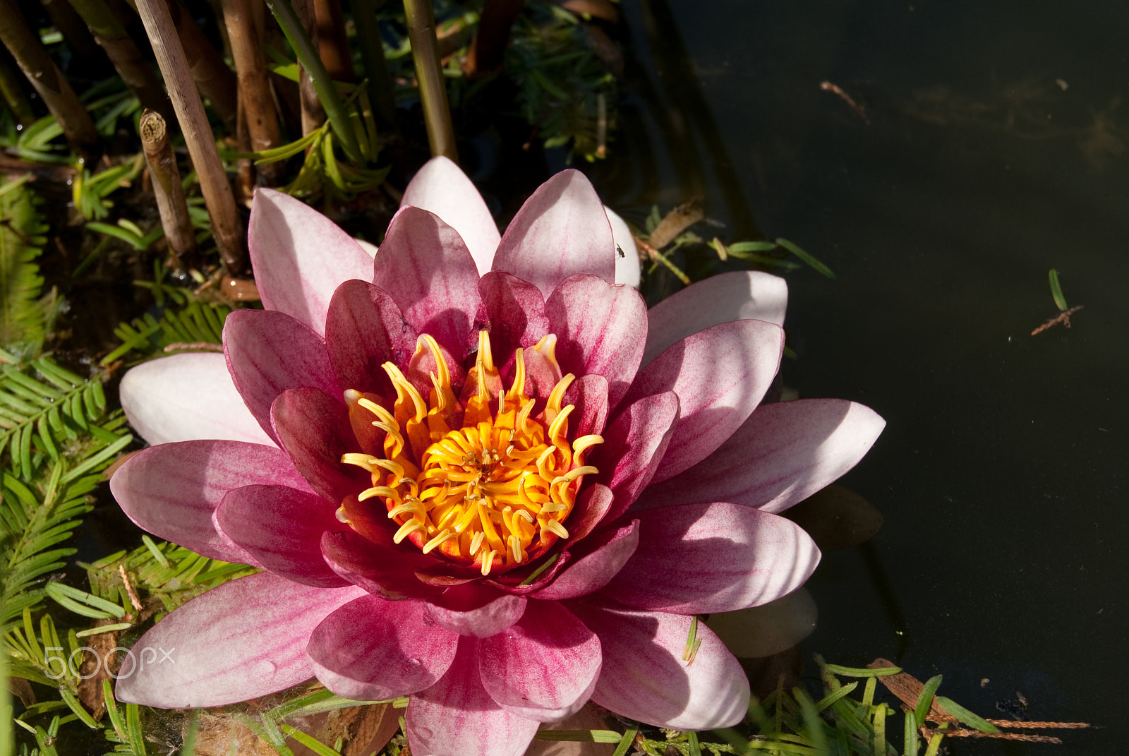 Sony Alpha DSLR-A330 + Sony DT 18-55mm F3.5-5.6 SAM sample photo. Castione della presolana flower photography
