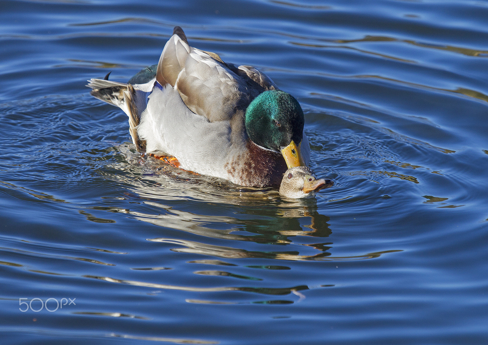 Canon EF 100-400mm F4.5-5.6L IS USM sample photo. Mating mallard ducks photography