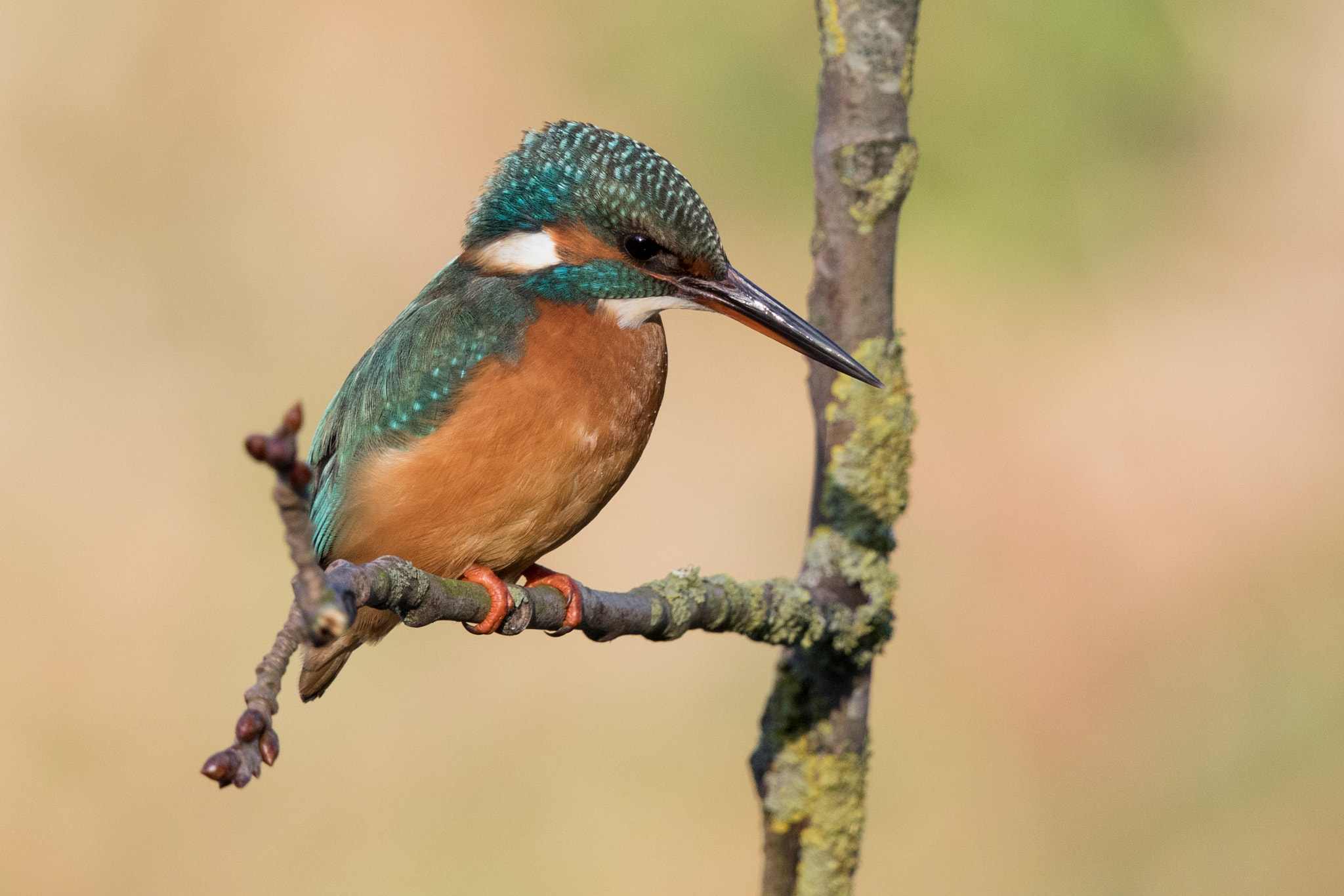 Canon EF 500mm F4L IS II USM sample photo. Kingfisher photography