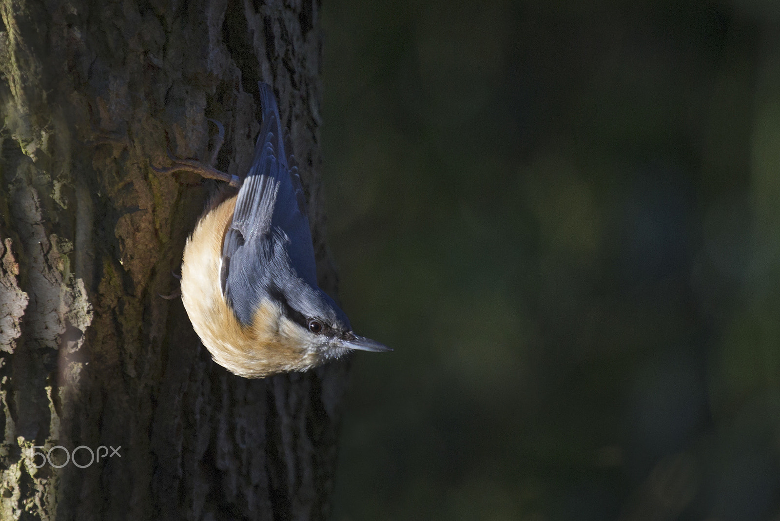 Canon EOS-1D Mark IV + Canon EF 100-400mm F4.5-5.6L IS USM sample photo. Nuthatch photography