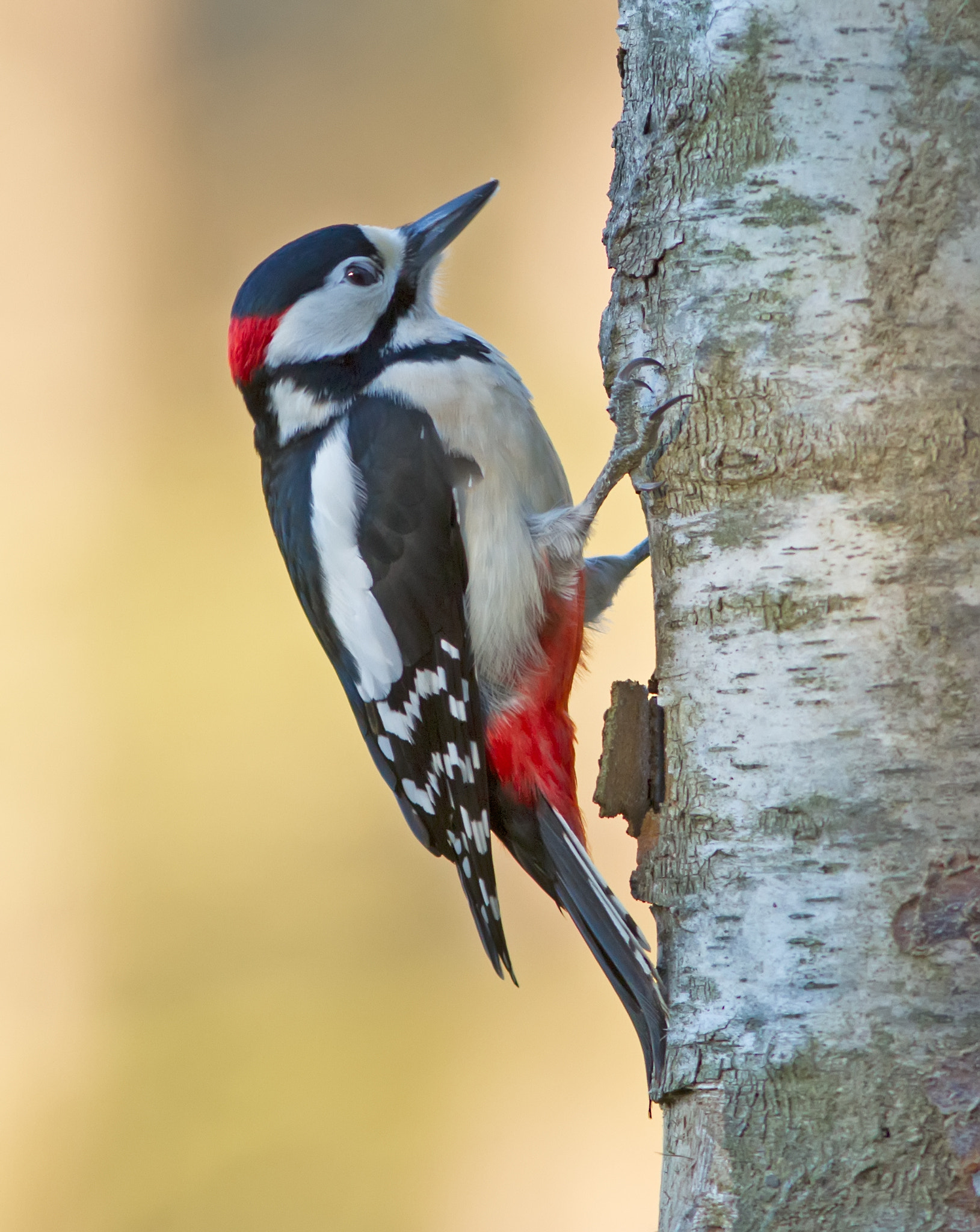 Canon EOS 7D + Canon EF 300mm F4L IS USM sample photo. Great spotted woodpecker photography