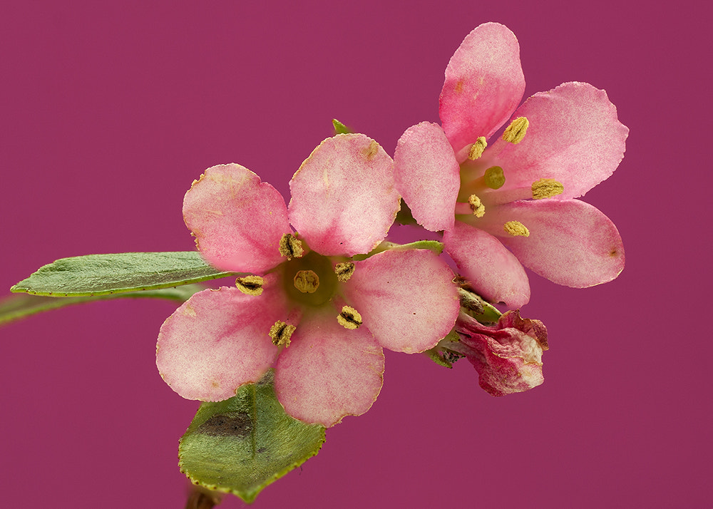 Canon EOS 40D + Tamron SP AF 90mm F2.8 Di Macro sample photo. Une apostrophe rose photography