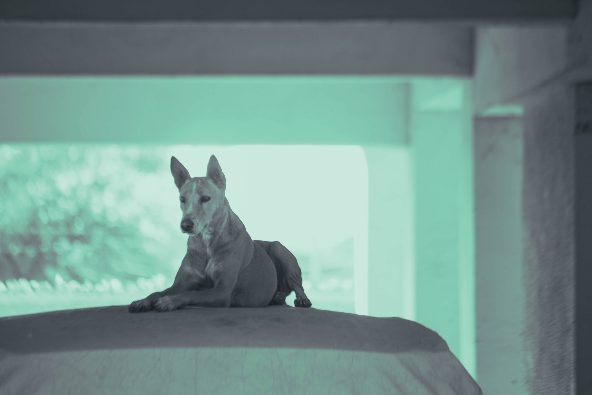 Canon EF-S 55-250mm F4-5.6 IS sample photo. He the dog! photography