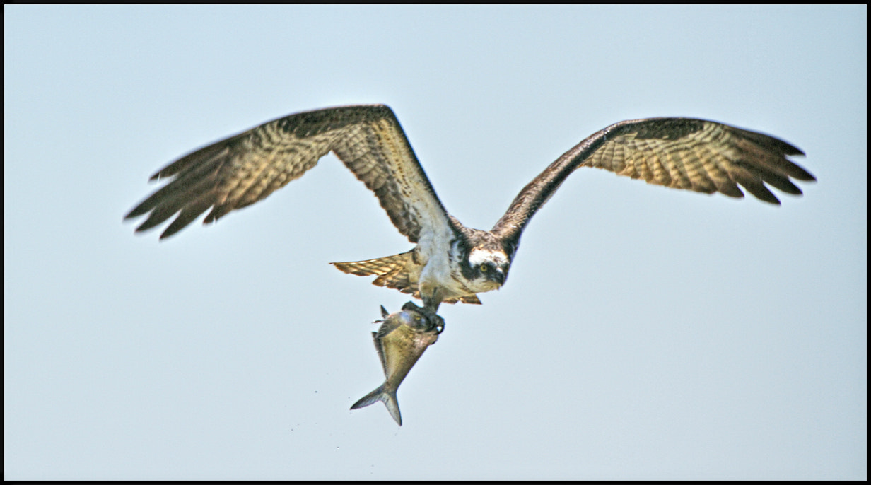 Canon EF 100-400mm F4.5-5.6L IS USM sample photo. Stealth pays off photography