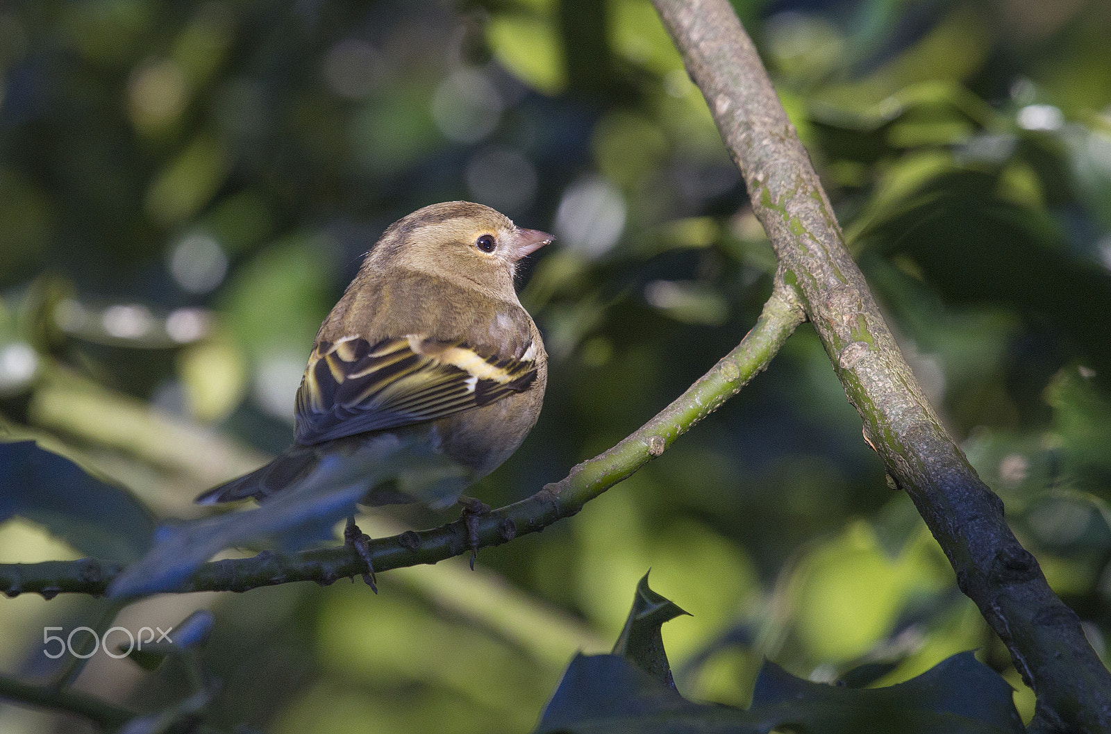 Canon EF 100-400mm F4.5-5.6L IS USM sample photo. Chaffinch (female) photography