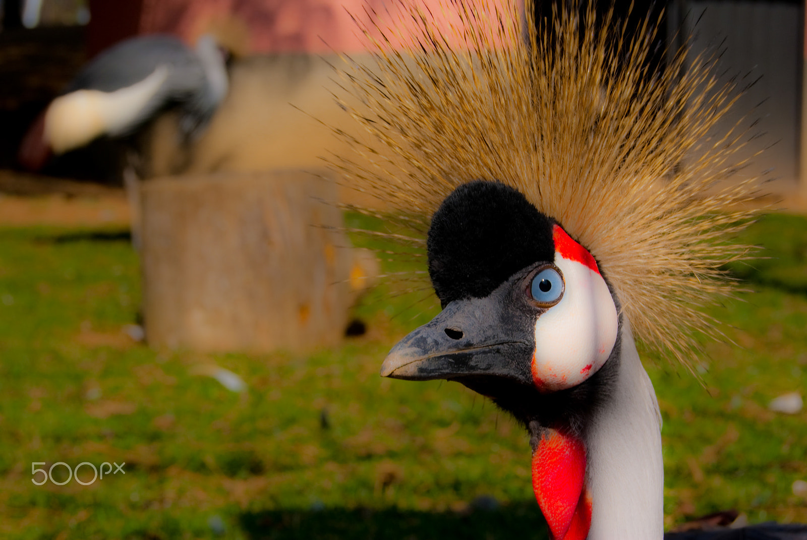 Sony Alpha DSLR-A330 + Sony DT 18-55mm F3.5-5.6 SAM sample photo. Italy animals photography