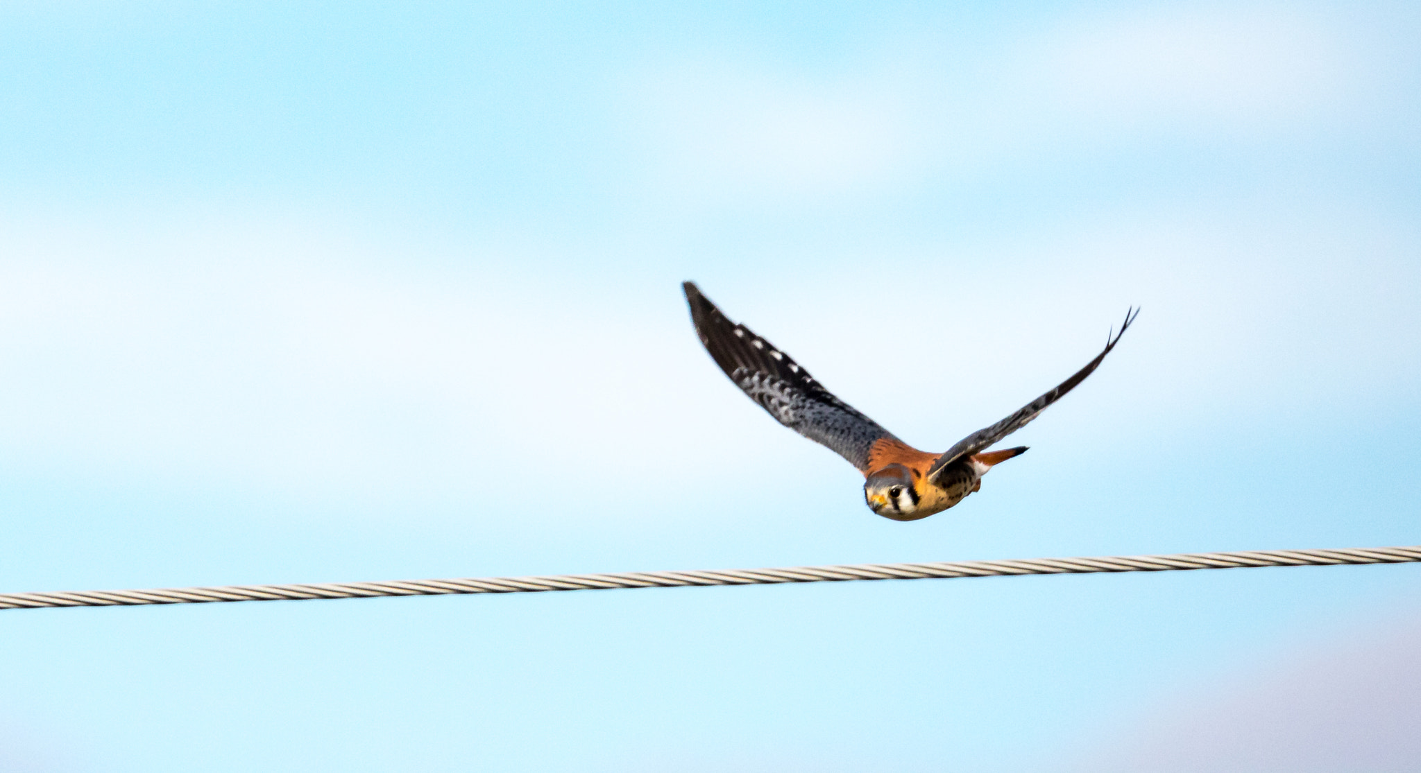 150-600mm F5-6.3 DG OS HSM | Sports 014 sample photo. Ketrel flight photography