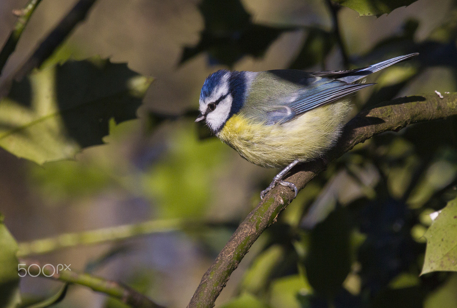 Canon EOS-1D Mark IV + Canon EF 100-400mm F4.5-5.6L IS USM sample photo. Blue tit photography