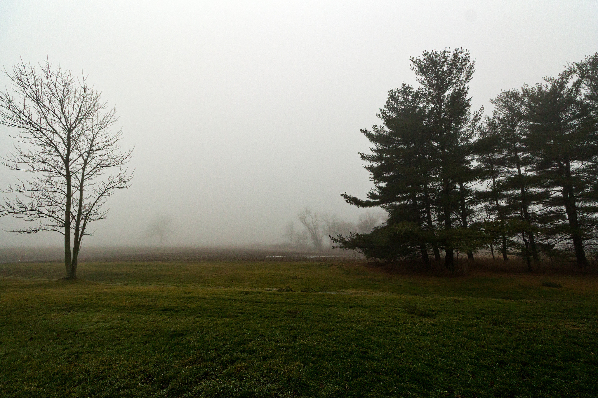 Canon EOS 600D (Rebel EOS T3i / EOS Kiss X5) sample photo. Foggy morning photography