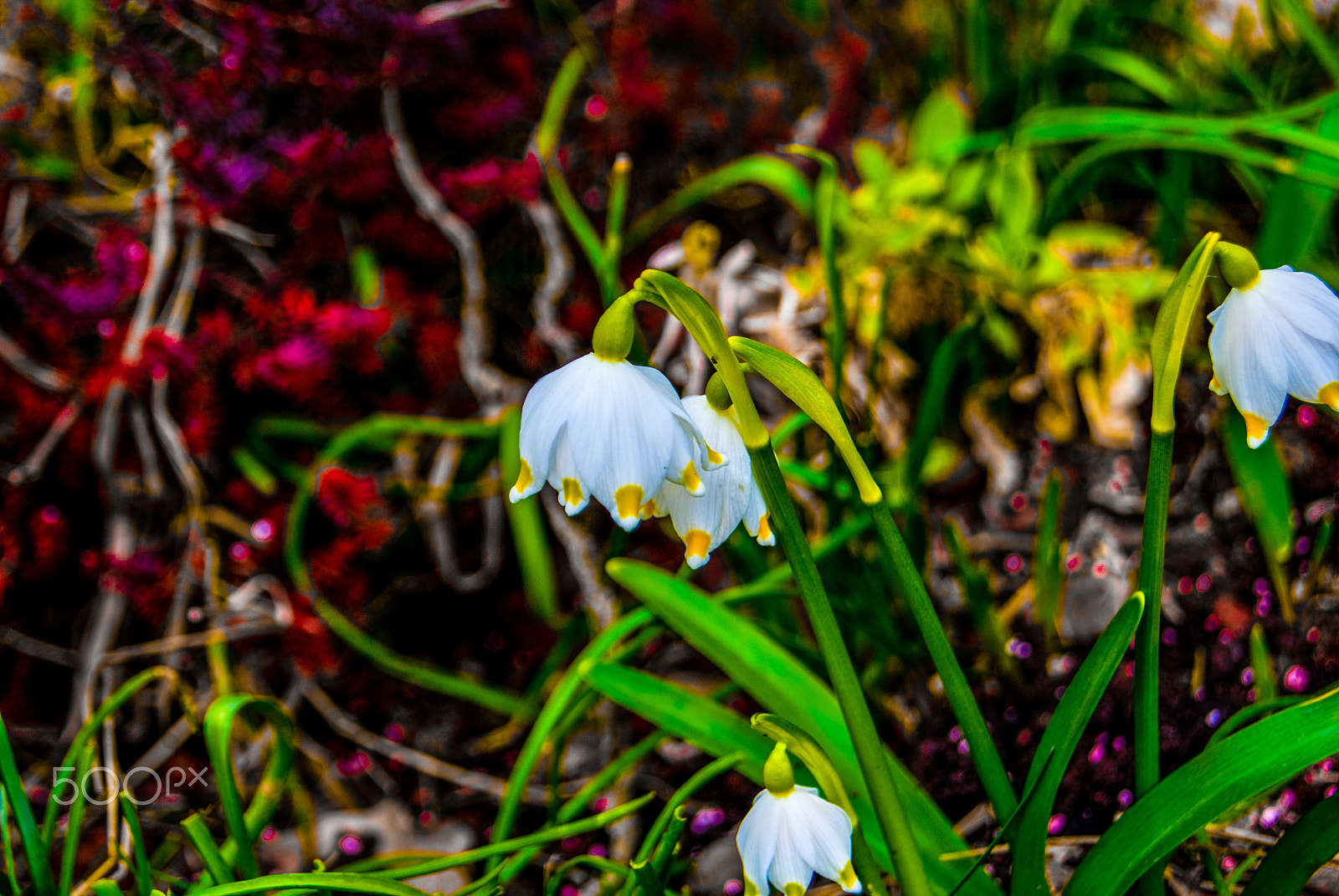 Sony Alpha DSLR-A330 + Sony DT 18-55mm F3.5-5.6 SAM sample photo. Castione della presolana flower photography