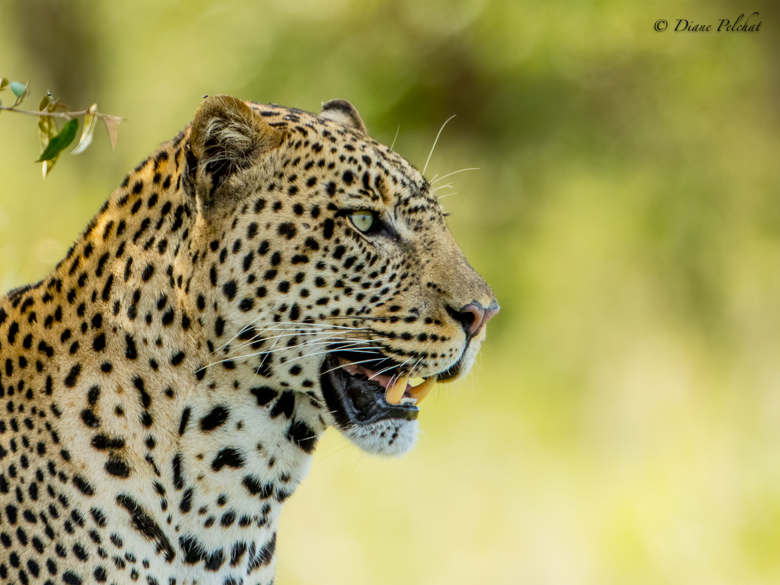 Canon EF 300mm F2.8L IS II USM sample photo. Leopard photography