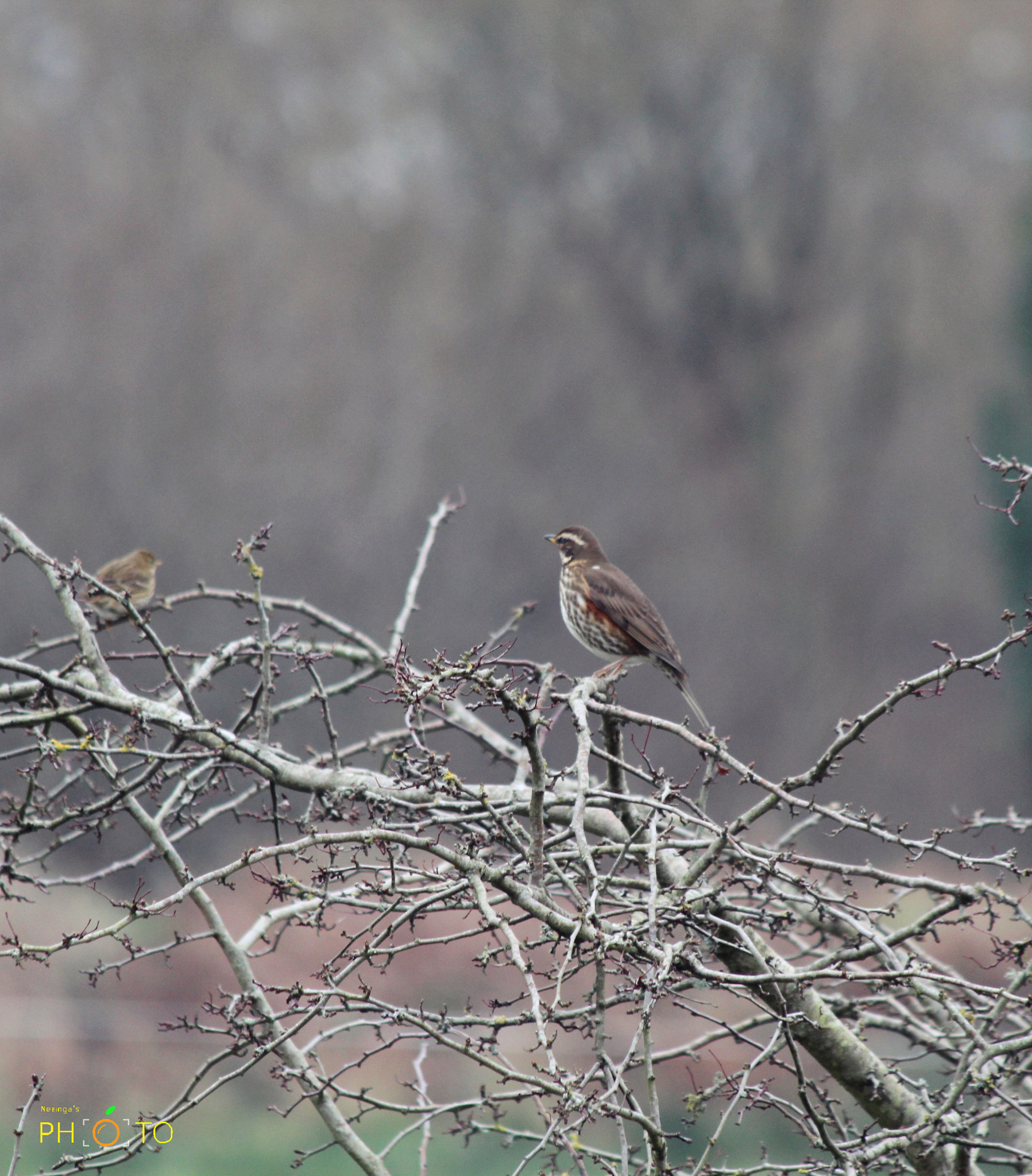 Canon EF 70-300mm F4-5.6 IS USM sample photo. Little bird photography