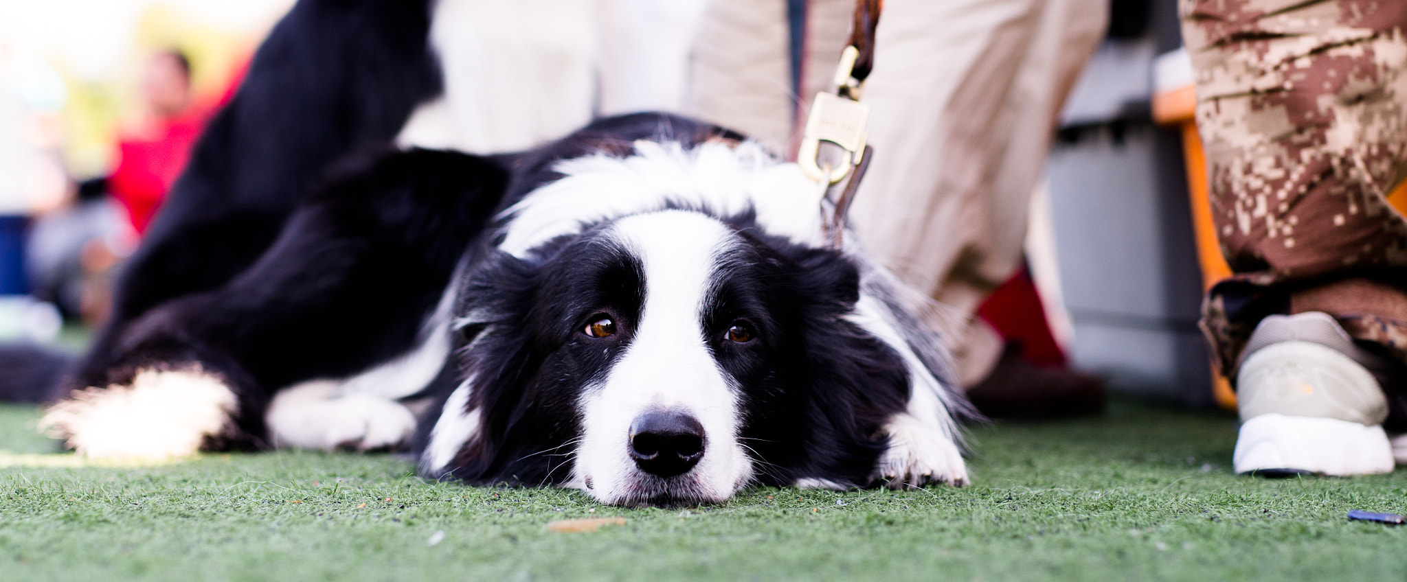 Nikon D7000 + Sigma 50mm F1.4 DG HSM Art sample photo. Q dog photography
