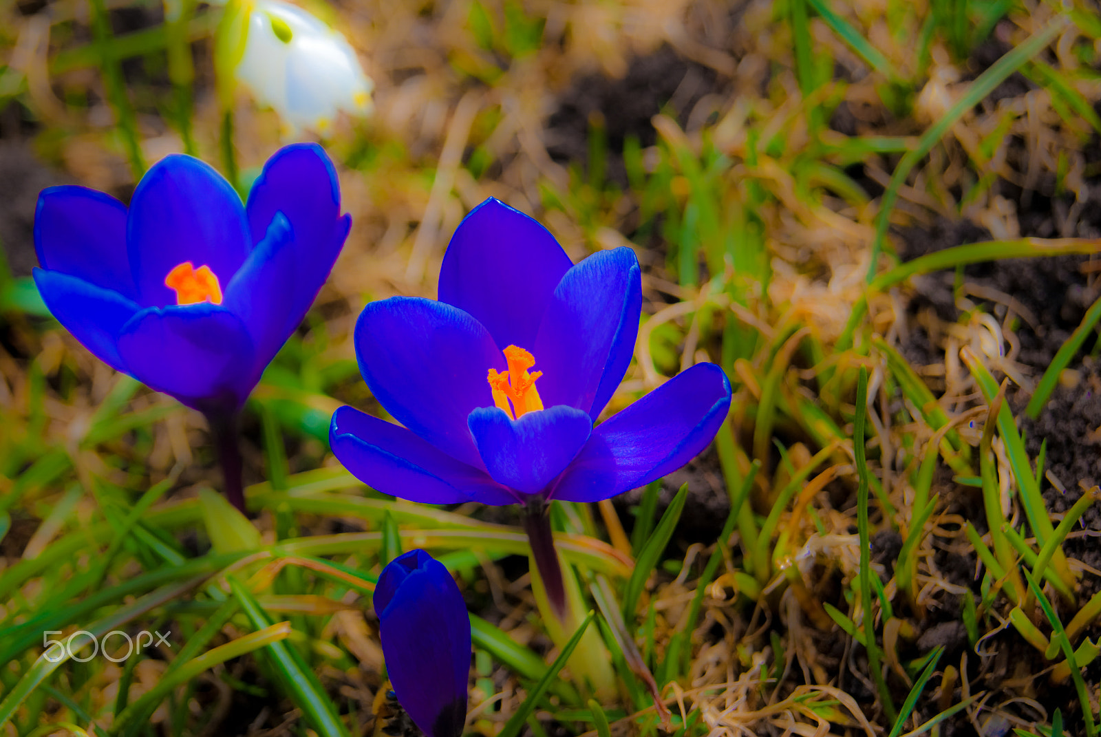 Sony Alpha DSLR-A330 + Sony DT 18-55mm F3.5-5.6 SAM sample photo. Castione della presolana flower photography