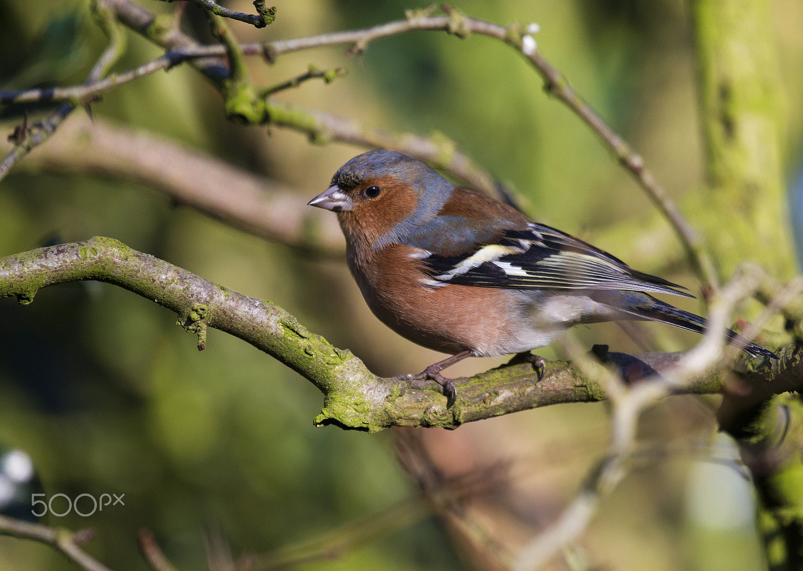 Canon EF 100-400mm F4.5-5.6L IS USM sample photo. Chaffinch (male) photography