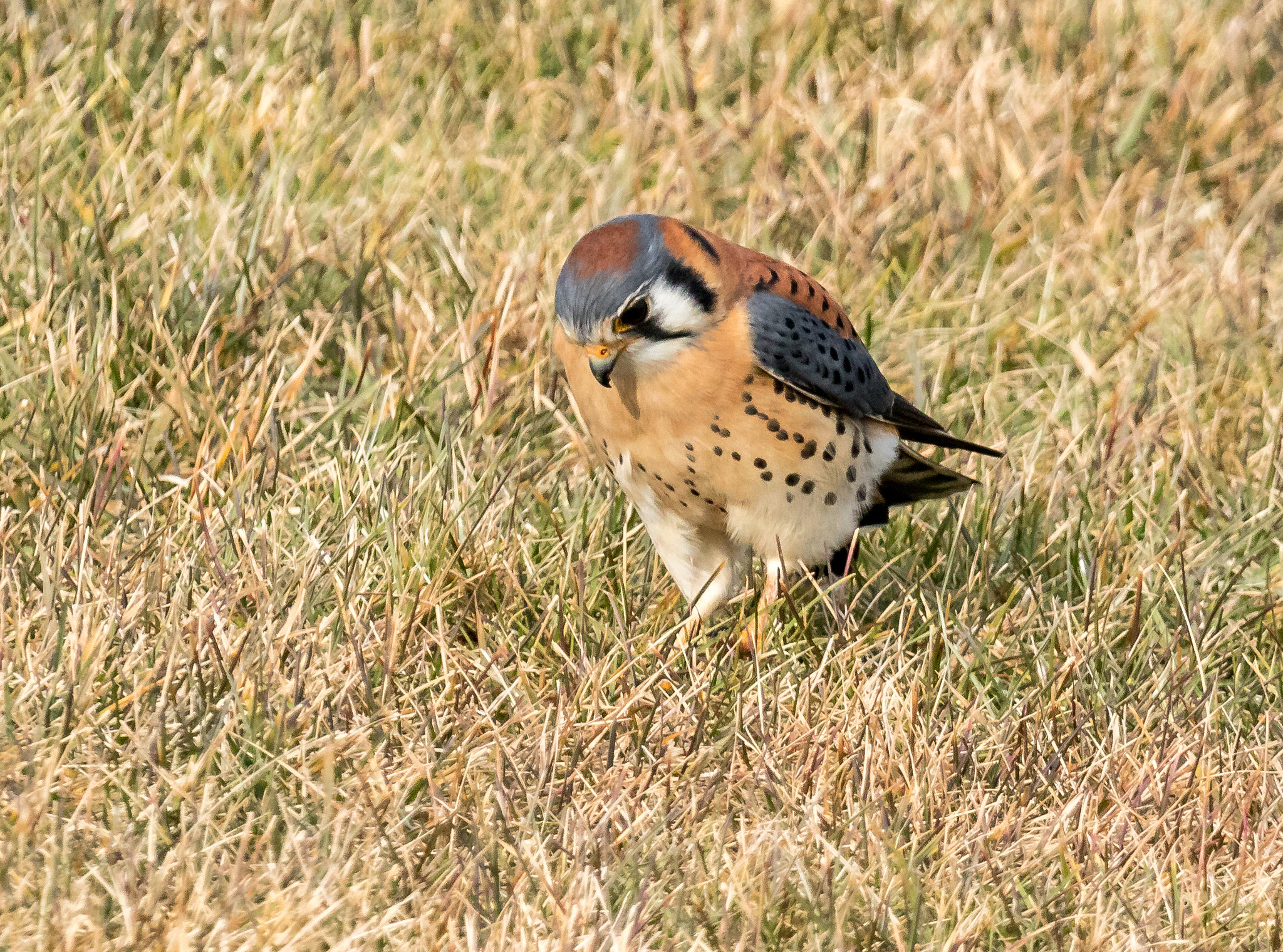 Canon EOS 750D (EOS Rebel T6i / EOS Kiss X8i) + 150-600mm F5-6.3 DG OS HSM | Sports 014 sample photo. Kestrel in the grass photography