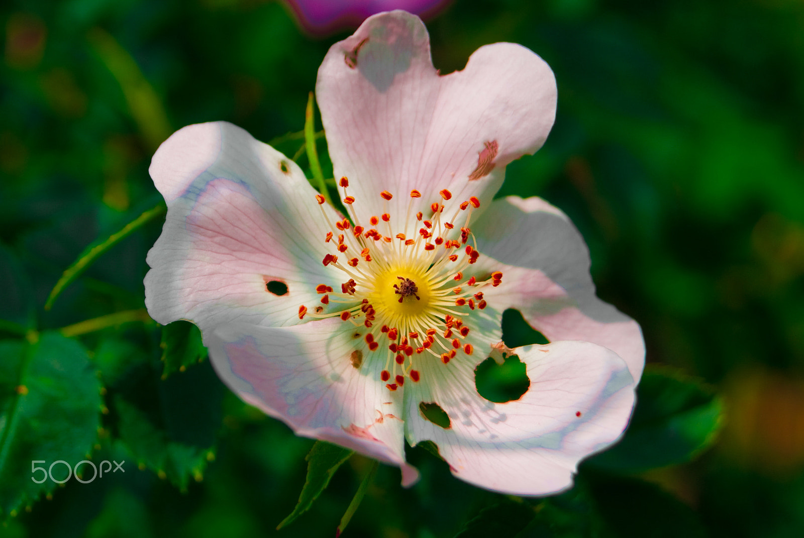 Sony Alpha DSLR-A330 + Sony DT 18-55mm F3.5-5.6 SAM sample photo. Castione della presolana flower photography