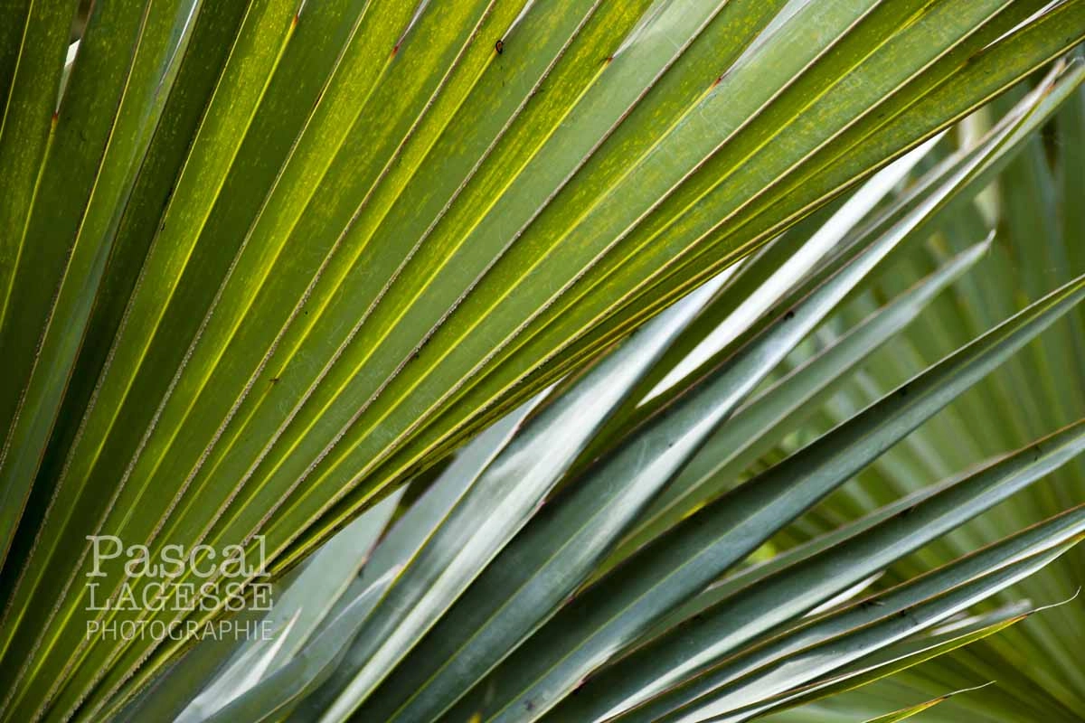 Sigma 18-250mm F3.5-6.3 DC Macro OS HSM sample photo. Nature design photography
