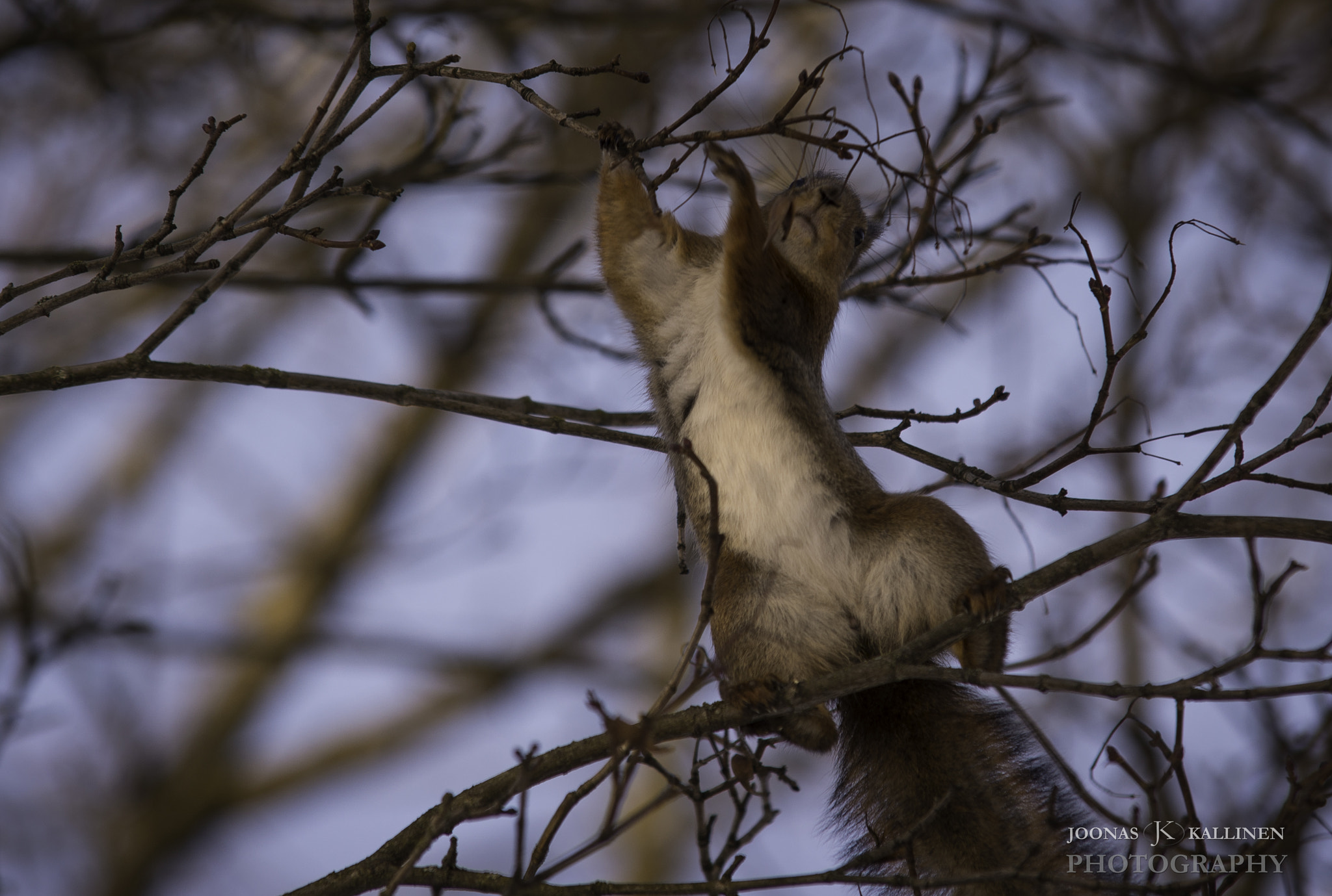 Sigma 70-200mm F2.8 EX DG Macro HSM II sample photo. Squirrel climbing photography