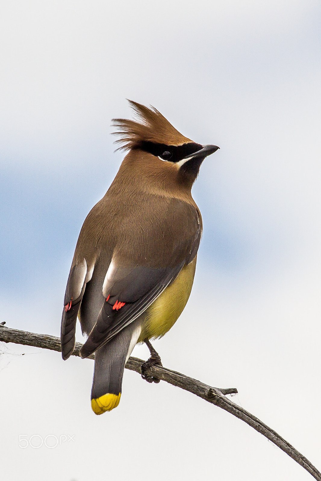 Canon EF 70-300mm F4-5.6L IS USM sample photo. Cedar waxwing photography
