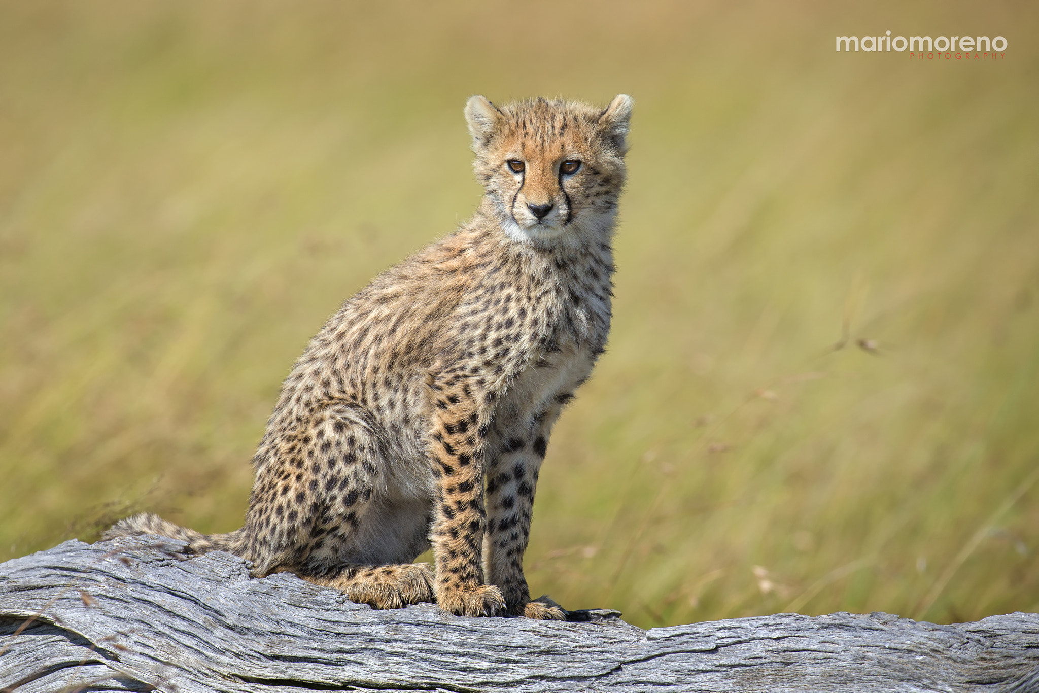 Canon EF 200-400mm F4L IS USM Extender 1.4x sample photo. Cheetah on a tree trunk photography