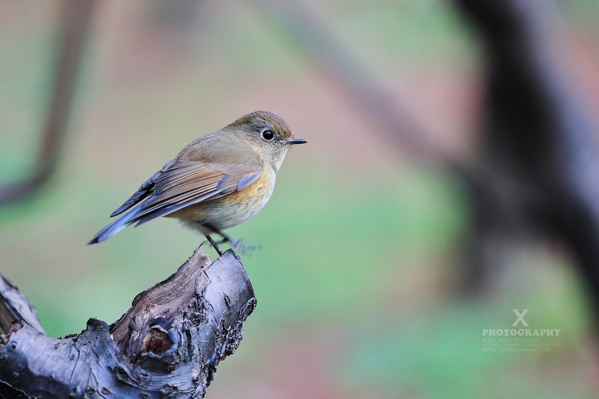 Canon EF 180mm F3.5L Macro USM sample photo. Bird photography