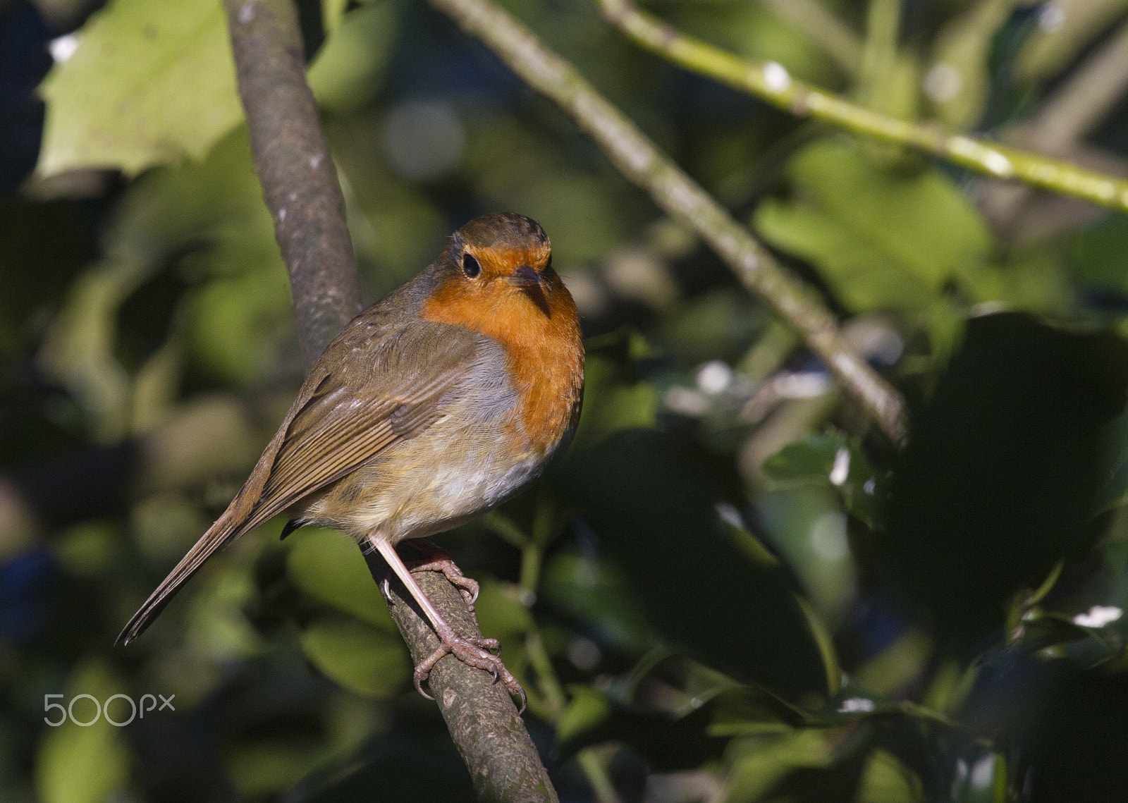 Canon EF 100-400mm F4.5-5.6L IS USM sample photo. European robin photography