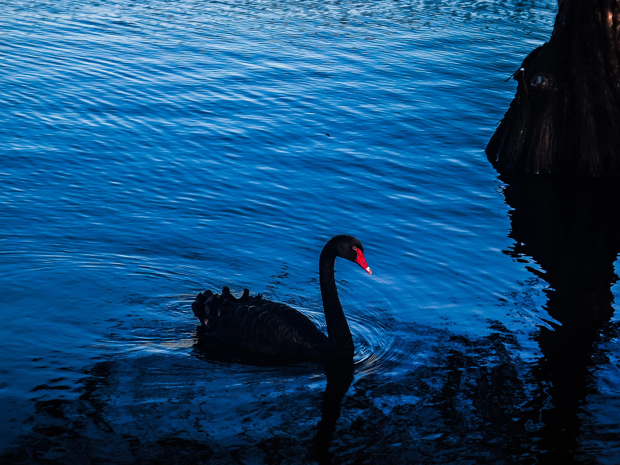 Sony Cyber-shot DSC-TX30 sample photo. Black swan with red beak photography
