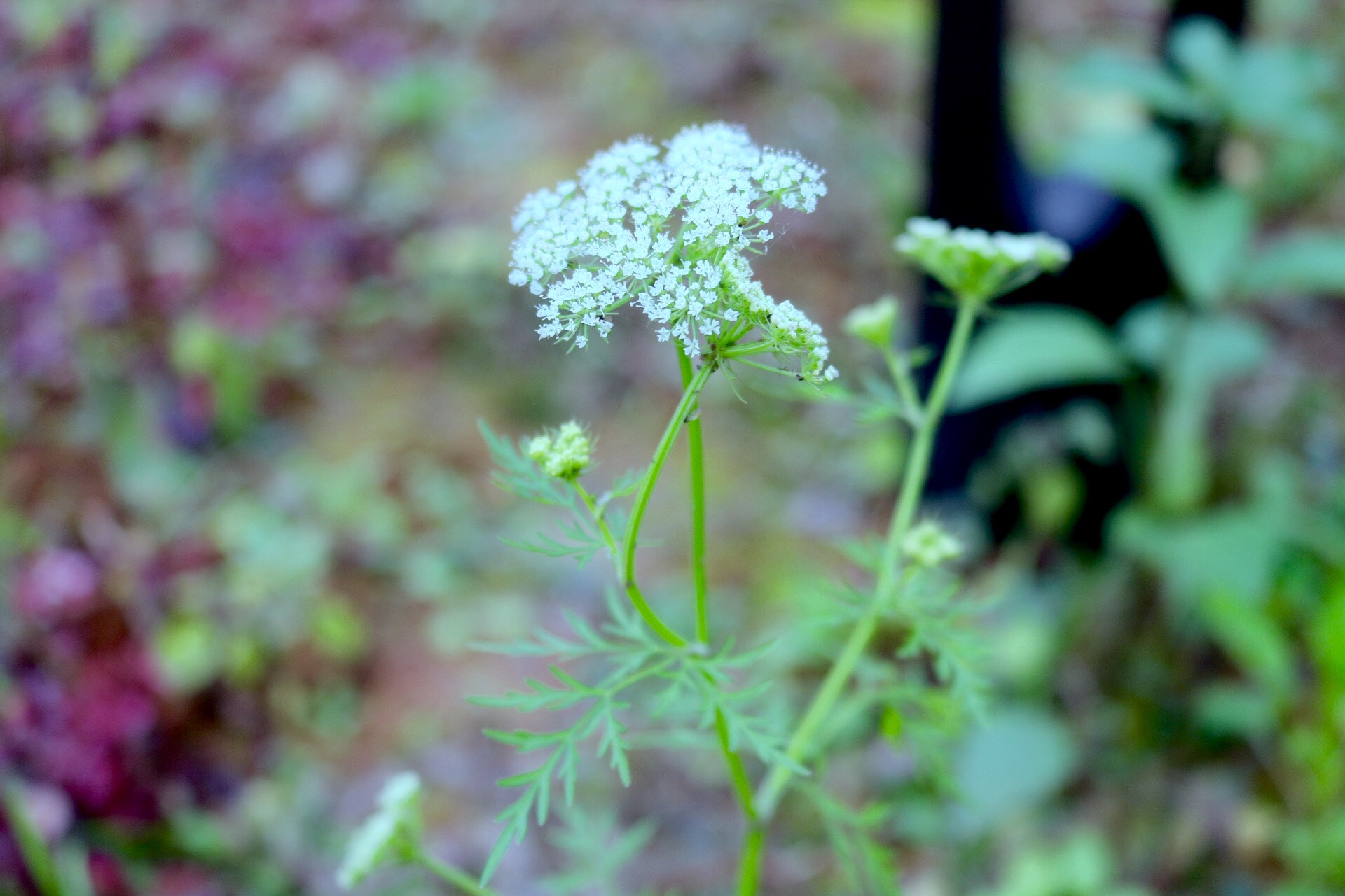 Canon EOS 760D (EOS Rebel T6s / EOS 8000D) sample photo
