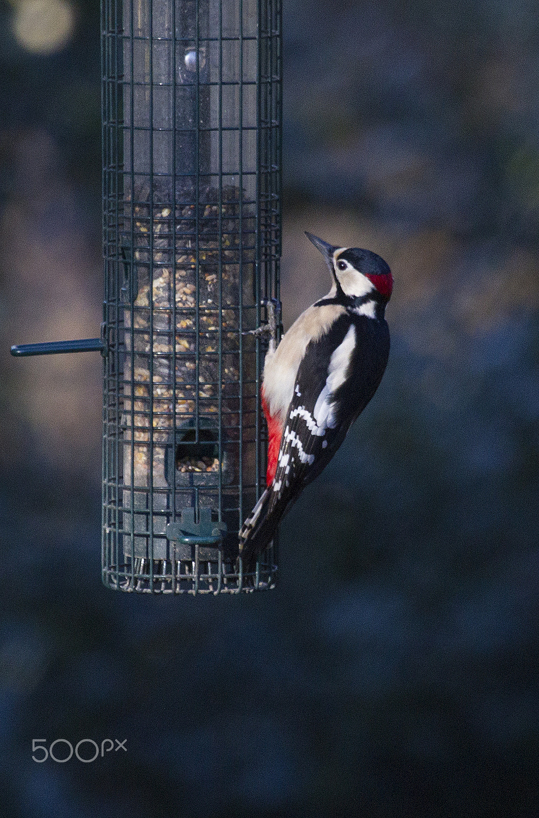Canon EOS-1D Mark IV sample photo. Great spotted woodpecker photography