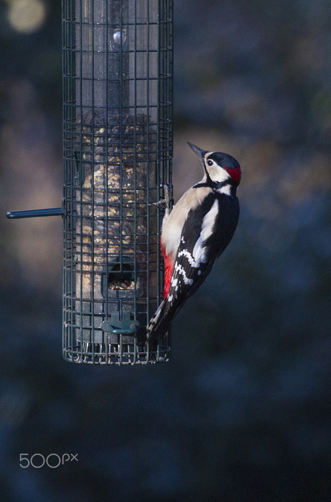 Canon EF 100-400mm F4.5-5.6L IS USM sample photo. Great spotted woodpecker photography