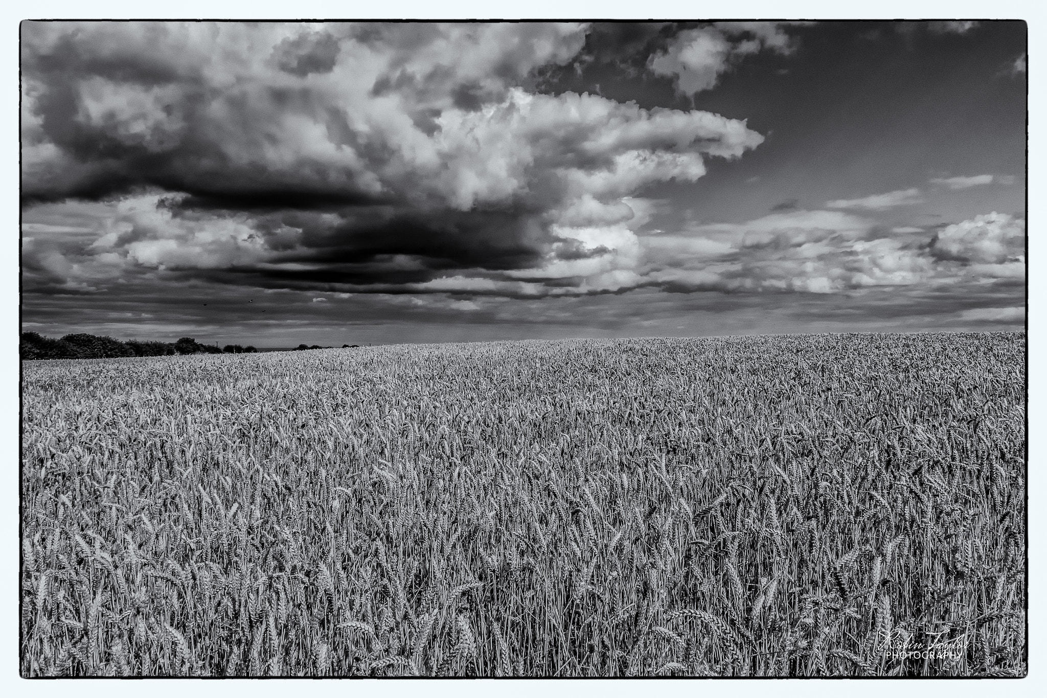 Pentax K-S1 sample photo. Summer wheat field mono photography