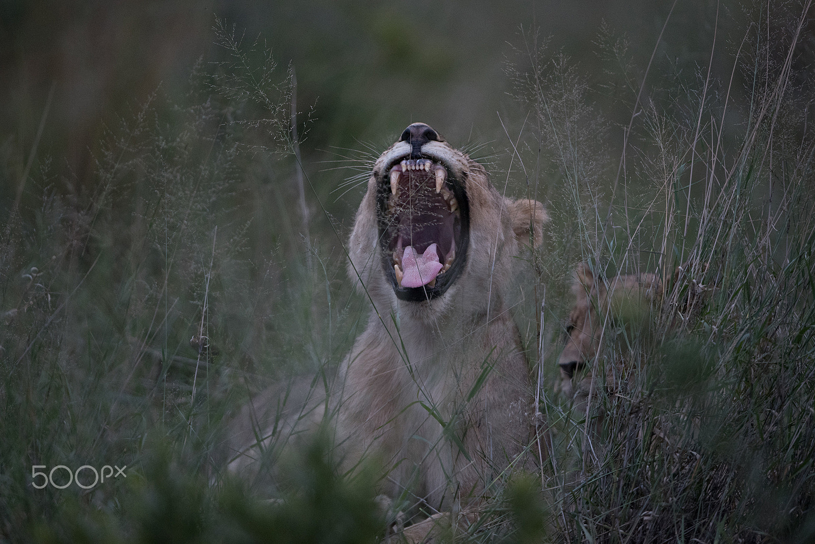 Nikon D750 + Nikon AF-S Nikkor 600mm F4G ED VR sample photo. In the morning photography