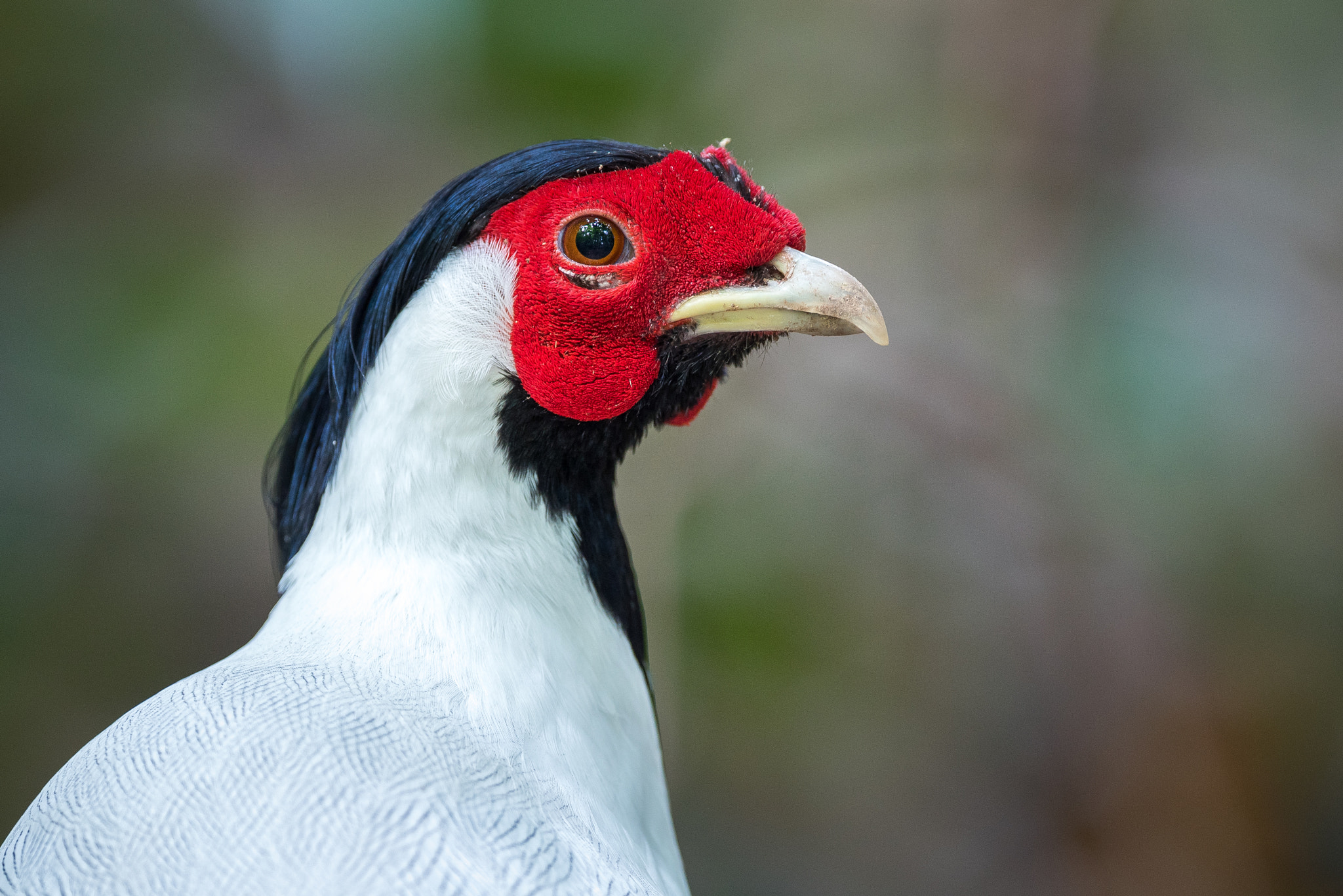 Nikon D750 sample photo. Sliver pheasant photography