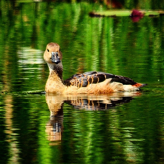 Nikon D300S sample photo. Like a duck in the water! photography