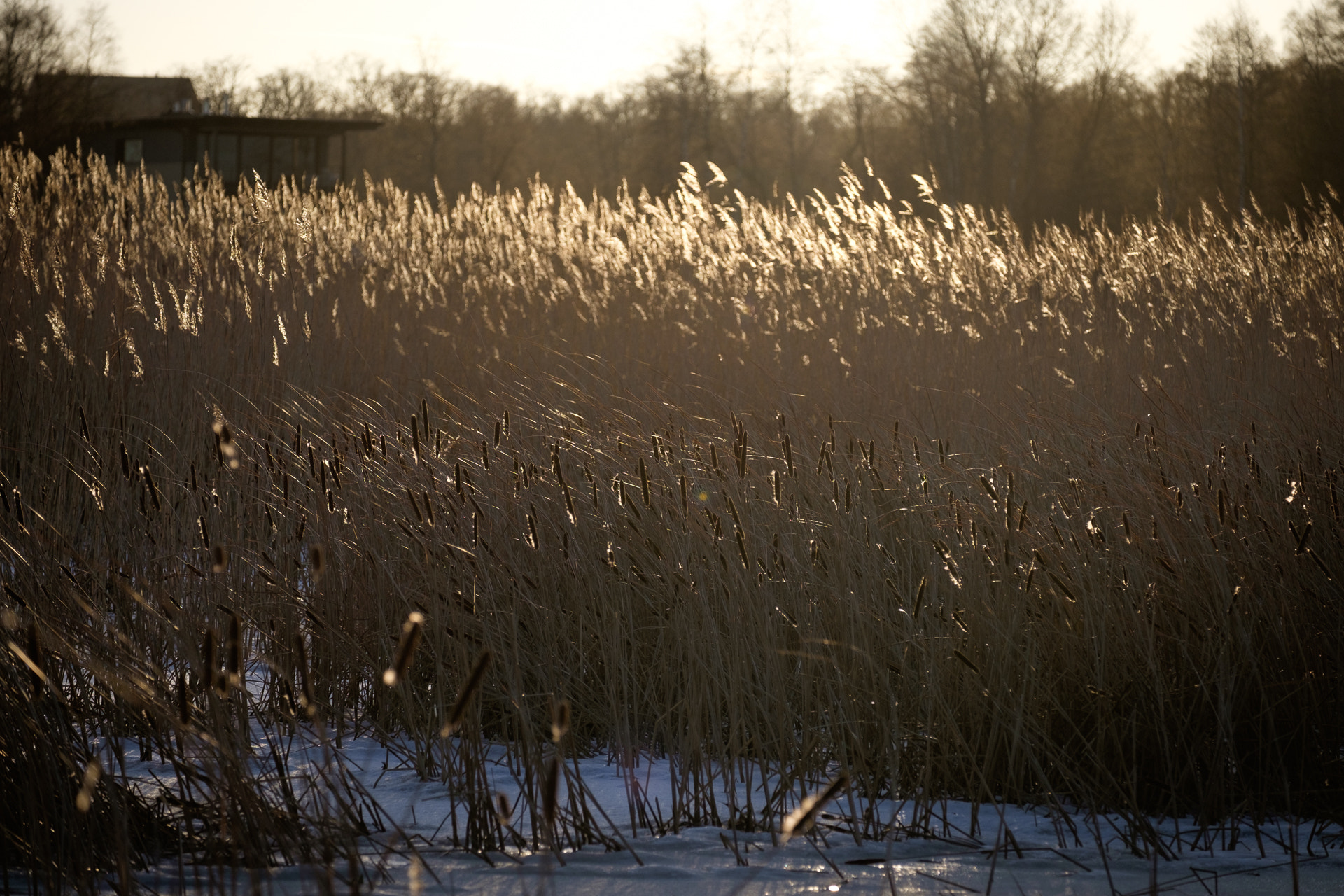 Fujifilm X-E2 + Fujifilm XF 55-200mm F3.5-4.8 R LM OIS sample photo. The reeds photography