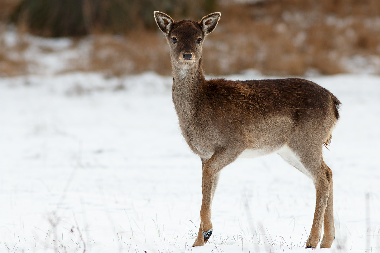 Canon EOS 70D sample photo. Fallow deer calf photography
