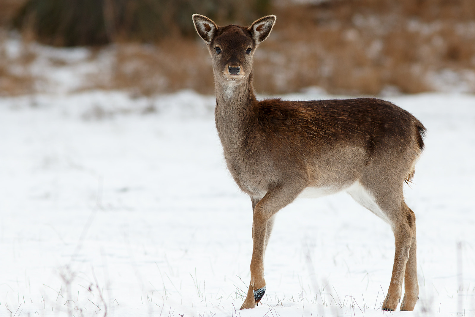 Canon EOS 70D + Canon EF 300mm F4L IS USM sample photo. Fallow deer calf photography