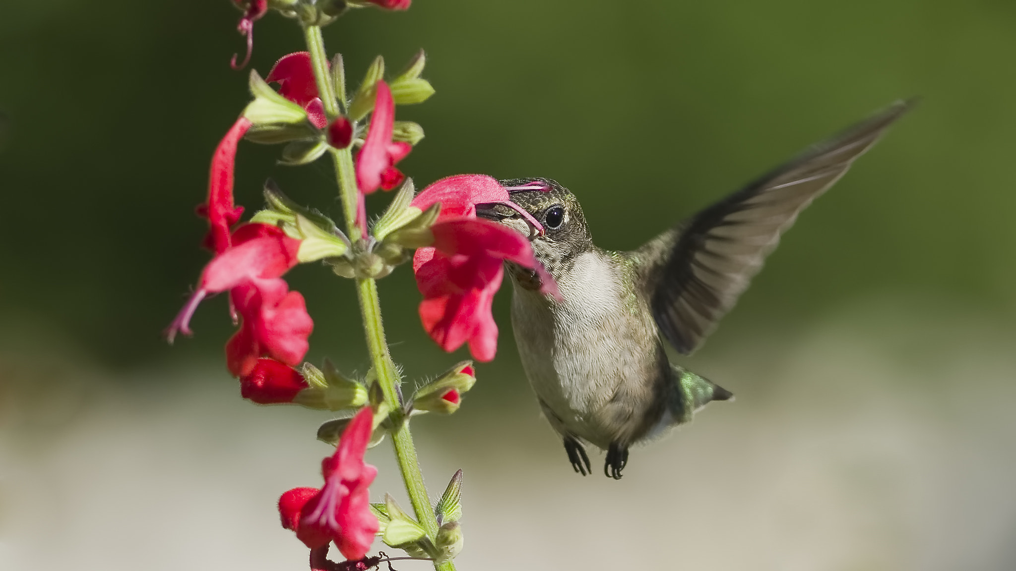 Nikon D7100 + Nikon AF Nikkor 24mm F2.8D sample photo. Enjoying the nectar photography