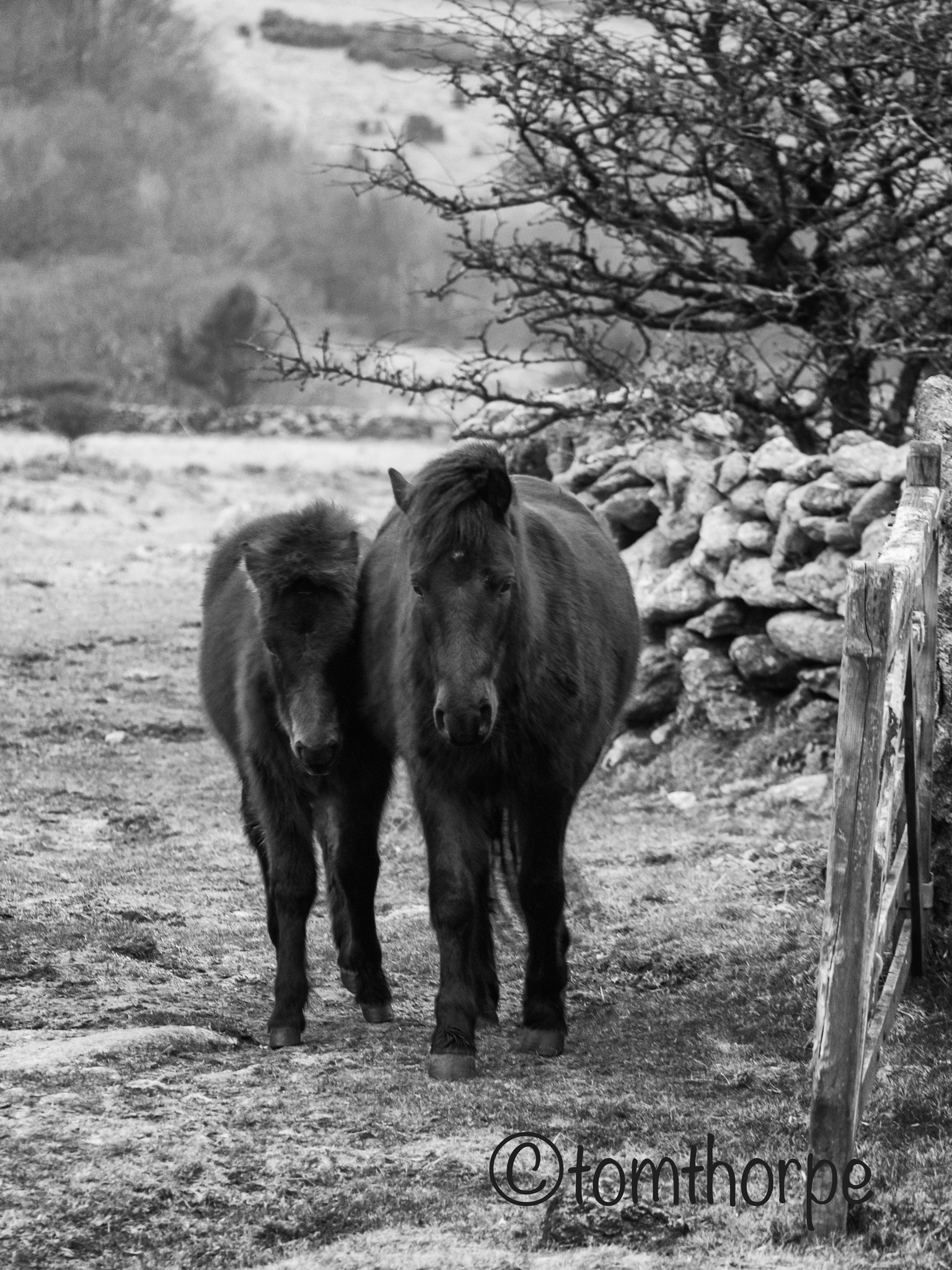 Olympus OM-D E-M1 + Panasonic Lumix G X Vario 35-100mm F2.8 OIS sample photo. Dartmoor pony's photography